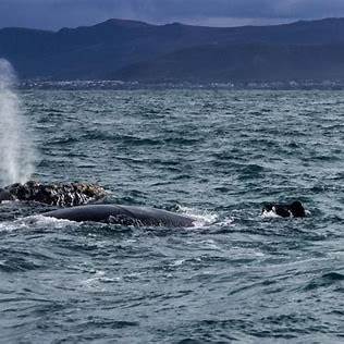 Whale Watching and Wine Tasting - Private Tour - Image 4